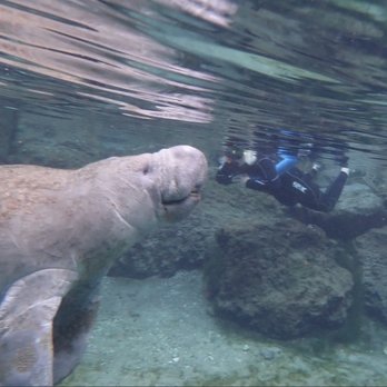 River Ventures - How many of you can say you have a picture like this with a manatee??? - Tours Near Me - Crystal River, Florida River Ventures - How many of you can say you have a picture like this with a manatee??? - Tours Near Me - Crystal River, Florida