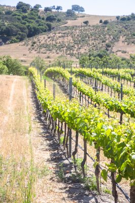 Foley Estates Vineyard & Wine by null