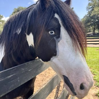 Gypsy Gold Horse Farm - Walking Tours Near Me - Ocala, Florida