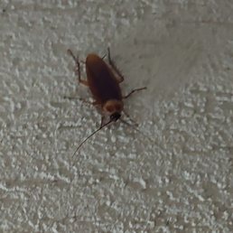 Bug crawling