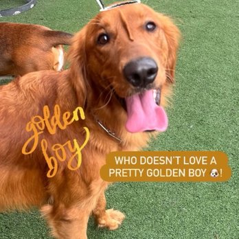 Woof Resorts - Howie having the best time at woof resorts! - Pet Boarding Near Me - Denver, Colorado