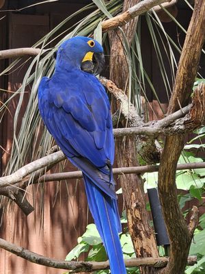 St. Augustine Alligator Farm Zoological Park by null