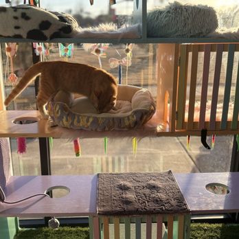 Fancy Cat Cafe - Cats - Coffee & Tea Near Me - Southaven, Mississippi