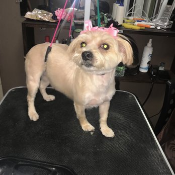 Wooftique - Pet Groomers Near Me - Irvington, New Jersey Wooftique - Pet Groomers Near Me - Irvington, New Jersey