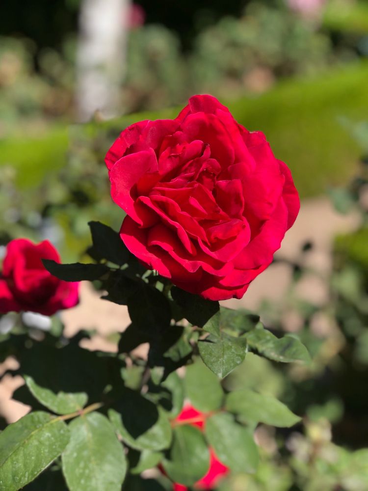 THE GARDENS OF THE WORLD 589 Photos & 202 Reviews Botanical Gardens