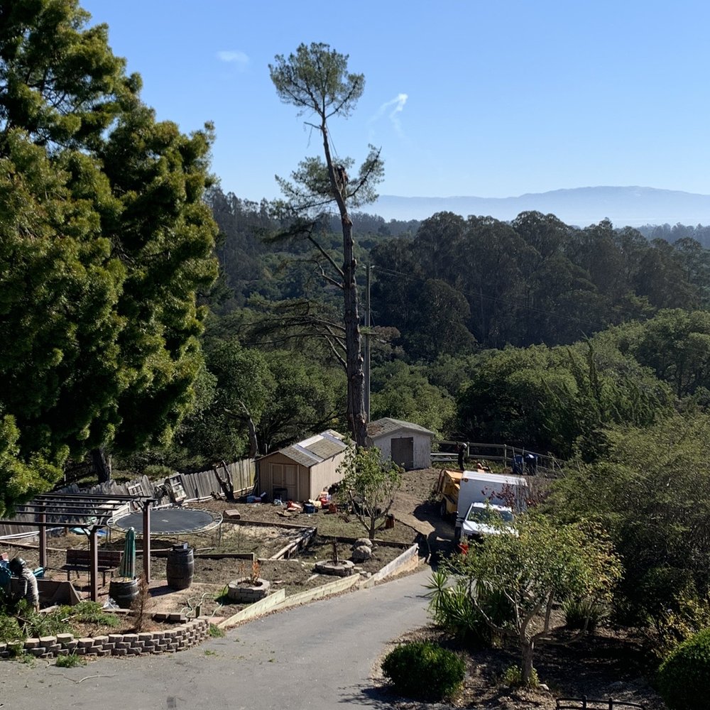 The Tree Brothers - In process - Tree Services Near Me - Salinas, California The Tree Brothers - In process - Tree Services Near Me - Salinas, California
