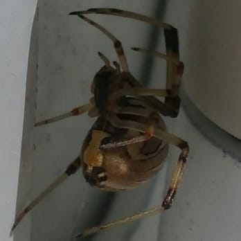 Renowned Pest Management - Brown widow hourglass - Pest Control Near Me - Carlsbad, California Renowned Pest Management - Brown widow hourglass - Pest Control Near Me - Carlsbad, California