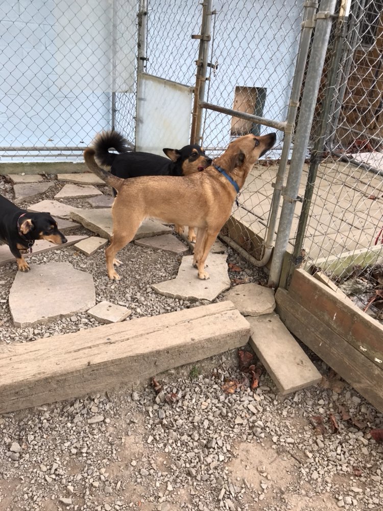 Just Fer Paws - pet boarding facility in Gatlinburg, TN