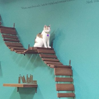 Orlando Cat Cafe - Animal Shelters Near Me - Clermont, Florida Orlando Cat Cafe - Animal Shelters Near Me - Clermont, Florida