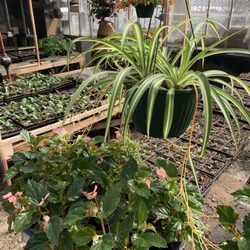 Genuardi Gardens & Greenhouses