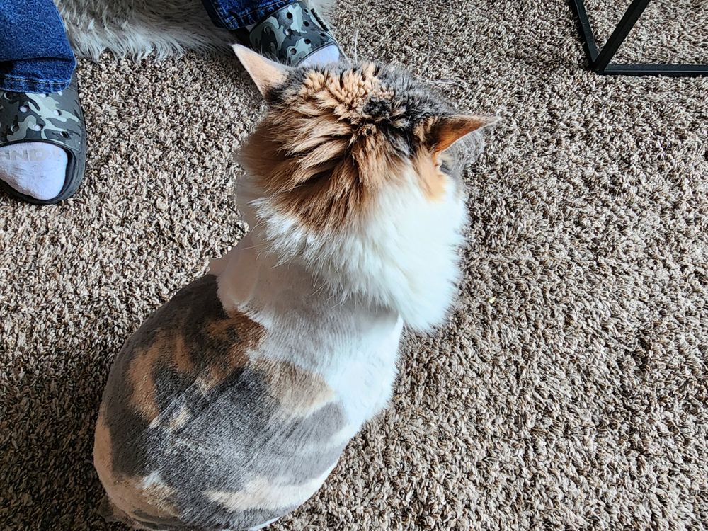 LINDER PET MEDICAL CARE Updated October 2024 28 Photos & 30 Reviews 3150 W Sheryl Dr