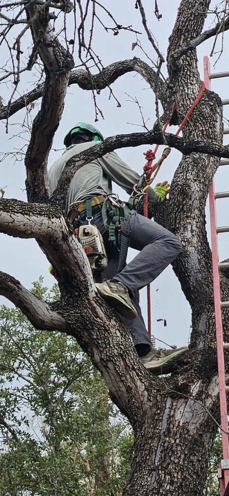 Tree Amigos Tree Service - tree service in San Antonio, TX
