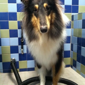 Dolittle's - So clean! And they provide everything!! - Pet Stores Near Me - Charleston, South Carolina