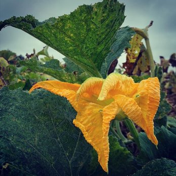 Johnson's Corner Farm - Pumpkin patch - Fruits & Veggies Near Me - Medford, New Jersey Johnson's Corner Farm - Pumpkin patch - Fruits & Veggies Near Me - Medford, New Jersey