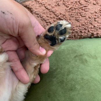Madagascar Pet Services - uneven paws - Pet Groomers Near Me - Sunnyside, New York