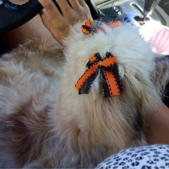 PetSmart - Halloween bows :) - Pet Groomers Near Me - Lewisville, Texas