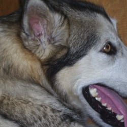 Beauflues Alaskan Malamutes