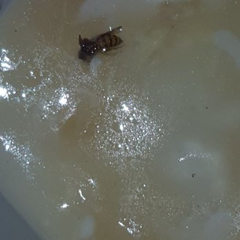 En Lai - Bugs in my food - Chinese Near Me - Slippery Rock, Pennsylvania
