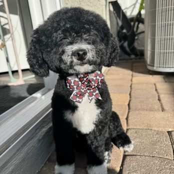 Suds N Bubbles - Pup - Pet Groomers Near Me - Las Vegas, Nevada