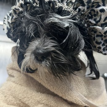 Sherry's K9 Creations - Sasha - Pet Groomers Near Me - Rio Rancho, New Mexico