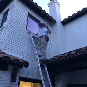 Bee Safe Bee Removal - Harold the Bee Keeper to the rescue!! - Pest Control Near Me - Dallas, Texas Bee Safe Bee Removal - Harold the Bee Keeper to the rescue!! - Pest Control Near Me - Dallas, Texas