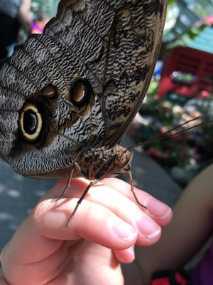 Wings of Mackinac by null