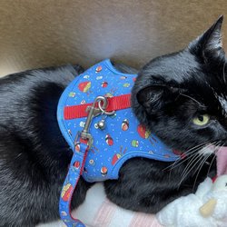 Beaver Crossing Animal Hospital - My girl Tuexedo cat D.C. Randall on the day of her surgery intake.