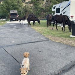 Klamath Ranch Resort/Blue Heron RV Park - Dog friendly -our pup likes the horses