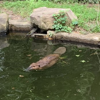 Chattahoochee Nature Center - Beaver swimming - Botanical Gardens Near Me - Roswell, Georgia