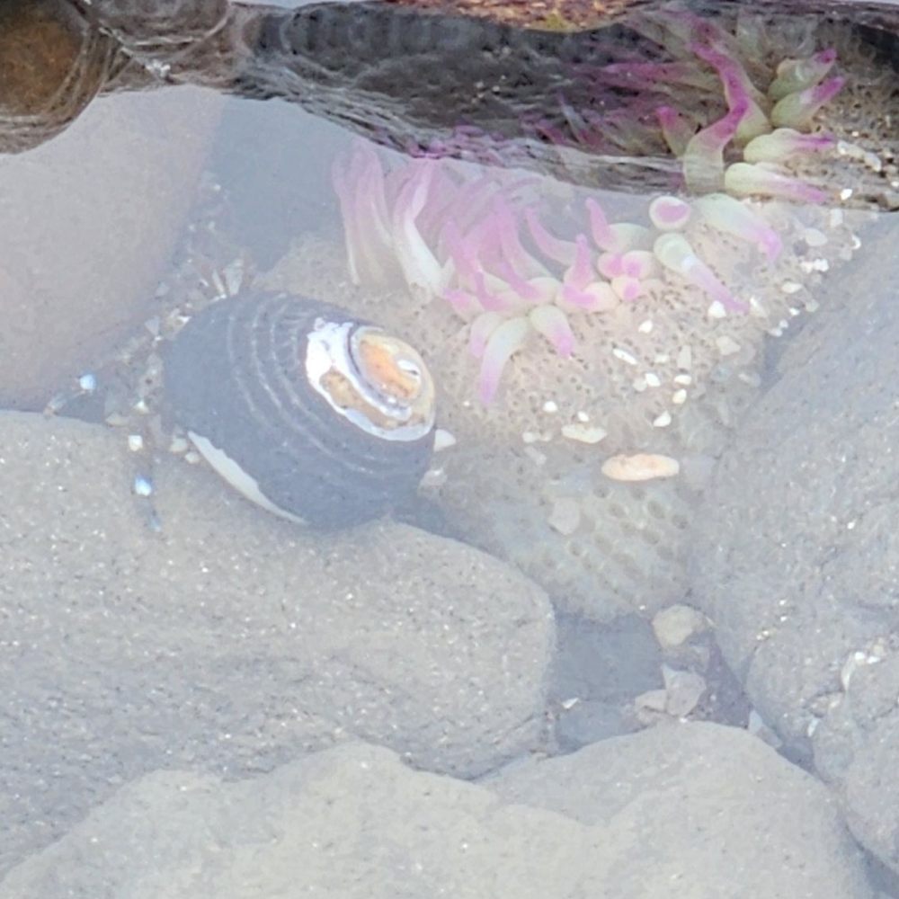 Fitzgerald Marine Reserve - Black Snails and Anemones - Parks Near Me - Moss Beach, California Fitzgerald Marine Reserve - Black Snails and Anemones - Parks Near Me - Moss Beach, California