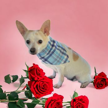 Michael's Mobile Grooming - Pet Groomers Near Me Michael's Mobile Grooming - Pet Groomers Near Me