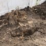 Gold Hive Landscaping