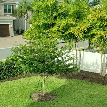 Woody's Crew - Tree and Landscape - a small tree in the middle of the yard - Tree Services Near Me Woody's Crew - Tree and Landscape - a small tree in the middle of the yard - Tree Services Near Me