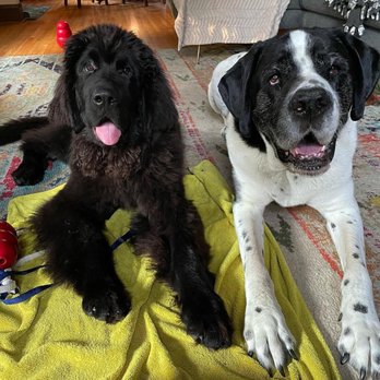 Turds B Gone - Flip and Winston - Pet Waste Removal Near Me Turds B Gone - Flip and Winston - Pet Waste Removal Near Me