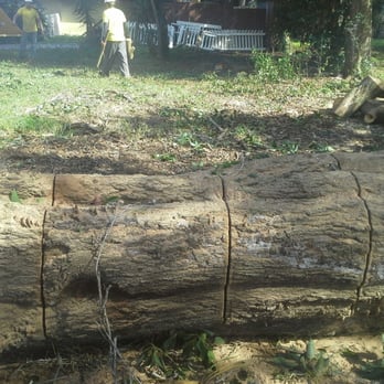 Affordable Arbor Care - Dead oak dropped and cut - Tree Services Near Me - Orlando, Florida Affordable Arbor Care - Dead oak dropped and cut - Tree Services Near Me - Orlando, Florida