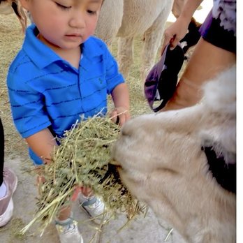 Smooth Alpaca Experience - Petting Zoos Near Me - Golden, Colorado Smooth Alpaca Experience - Petting Zoos Near Me - Golden, Colorado