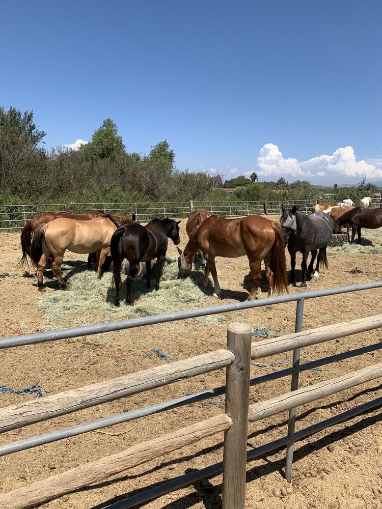 Pony Land San Diego - equestrian in San Diego, CA