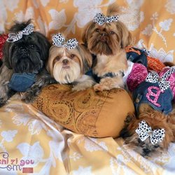 I AM Shi Zi Gou -Shih Tzu - Our girls, Lucy, Maddie, Abbey & Bailey
