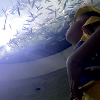 Shedd Aquarium - Aquariums Near Me - Chicago, Illinois Shedd Aquarium - Aquariums Near Me - Chicago, Illinois