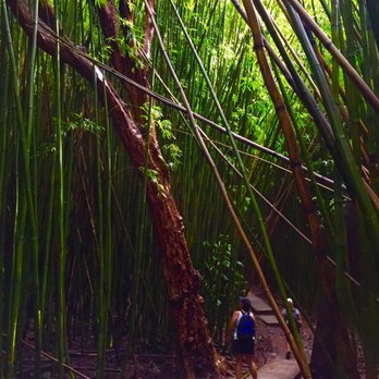 Pipiwai Trail - More forest - Hiking Near Me - Hana,, Hawaii