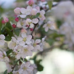 Alleyn Park Garden Centre - Apple blossom