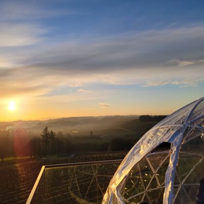 Willamette Valley Vineyards by null