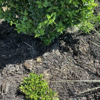 Hunters Ridge - Risewell Homes - Armadillo eating my flower bed - Real Estate Services Near Me - Crowley, Texas Hunters Ridge - Risewell Homes - Armadillo eating my flower bed - Real Estate Services Near Me - Crowley, Texas