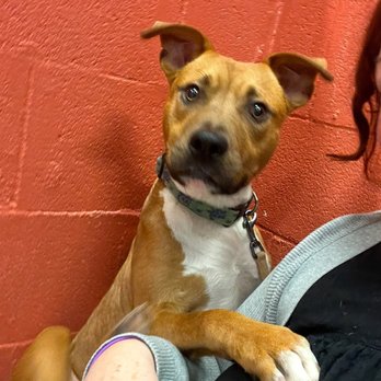 Save all dogs rescue - Pet Adoption Near Me - Manchester, Connecticut