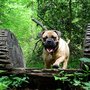 Photo of Canine Adventure