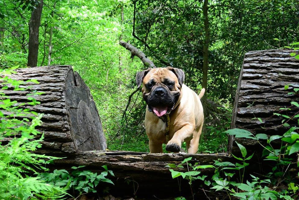 Canine Adventure - pet boarding facility in Richmond, VA