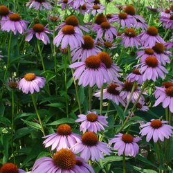 TimberPine - Purple Coneflower