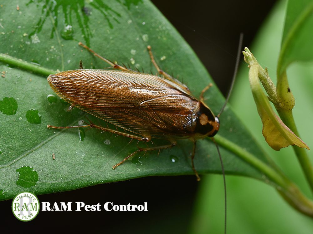 RAM PEST CONTROL 11 Photos 818 Taughenbaugh Blvd, Rifle, CO Yelp