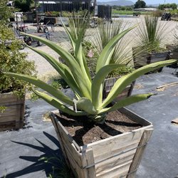 Sonoma Valley Wholesale Nursery