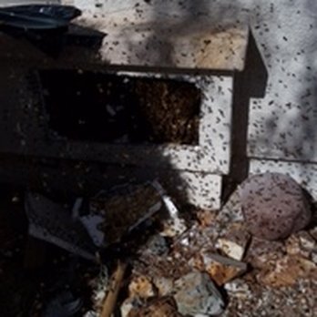 Assured Pest - We specialize in all bee treatment and removal. - Pest Control Near Me - Mesa, Arizona Assured Pest - We specialize in all bee treatment and removal. - Pest Control Near Me - Mesa, Arizona